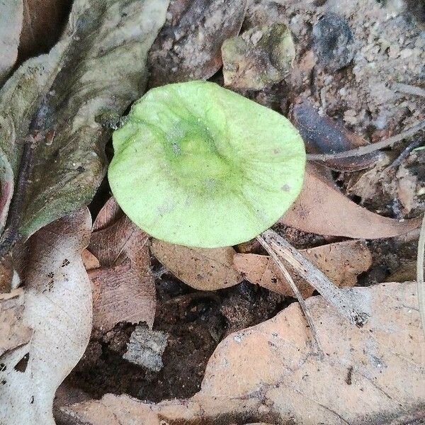 Pterocarpus Macrocarpus