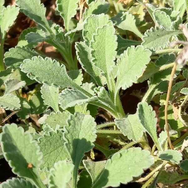 Pterocephalus Pterocephala