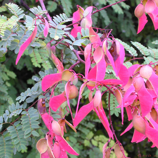 Six-Petaled Wingpod (Pterolobium Hexapetalum) Plant Care & How to Grow ...