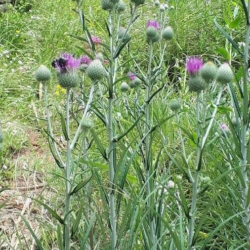 Ptilostemon Chamaepeuce