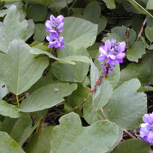 Pueraria Montana