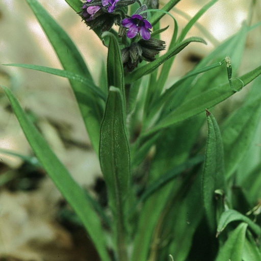 Pulmonaria Angustifolia