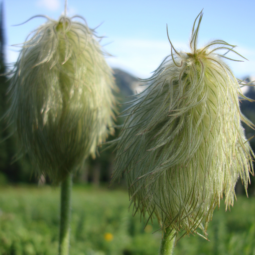 Pulsatilla Occidentalis