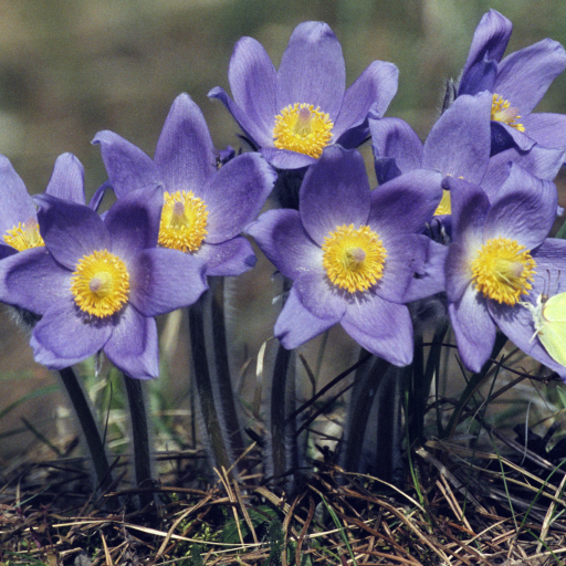 Pulsatilla Patens