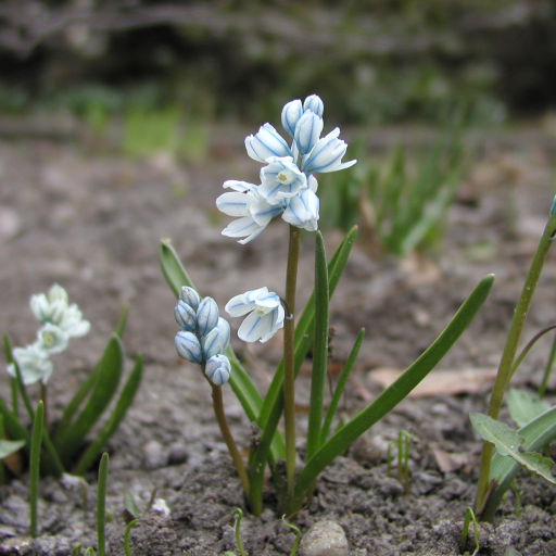Puschkinia Scilloides