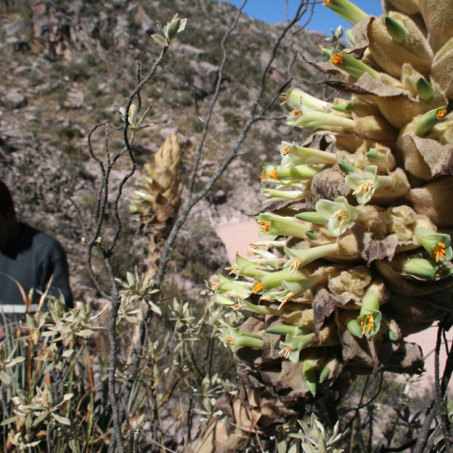 Puya Herzogii