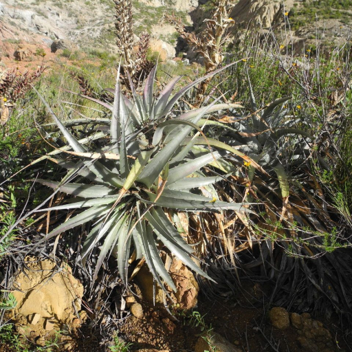 Puya Meziana