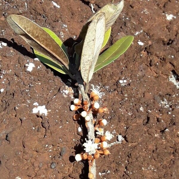 Pycnandra Controversa