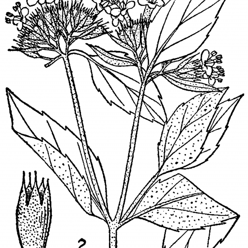 Pycnanthemum Incanum