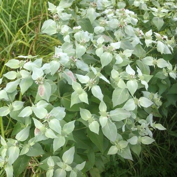 Pycnanthemum Muticum