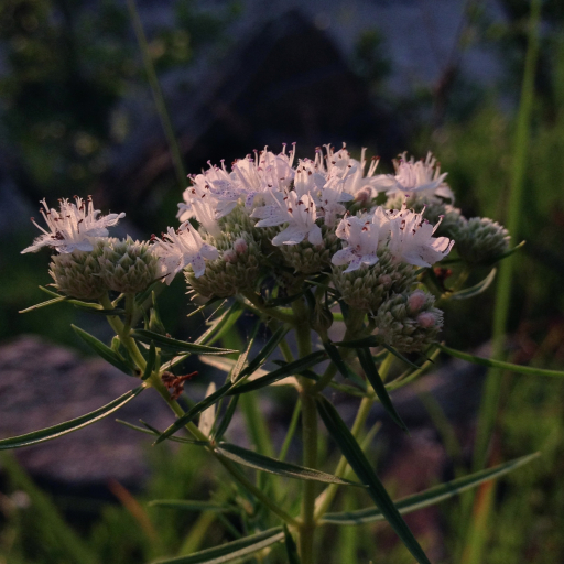 Pycnanthemum Tenuifolium