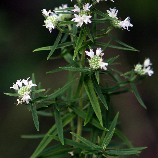 Pycnanthemum Virginianum