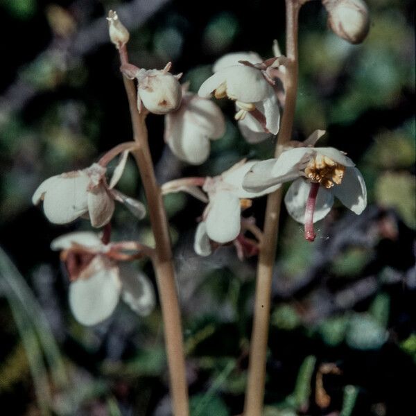 Norwegian Wintergreen (Pyrola Norvegica) Care Guide: Water, Soil ...