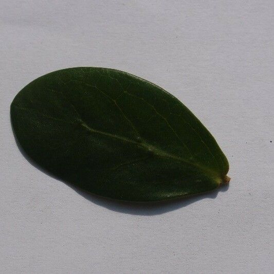 Pyrostria Orbicularis