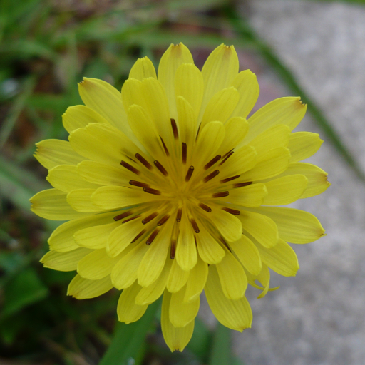 Pyrrhopappus Pauciflorus