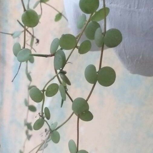 Pyrrosia Piloselloides