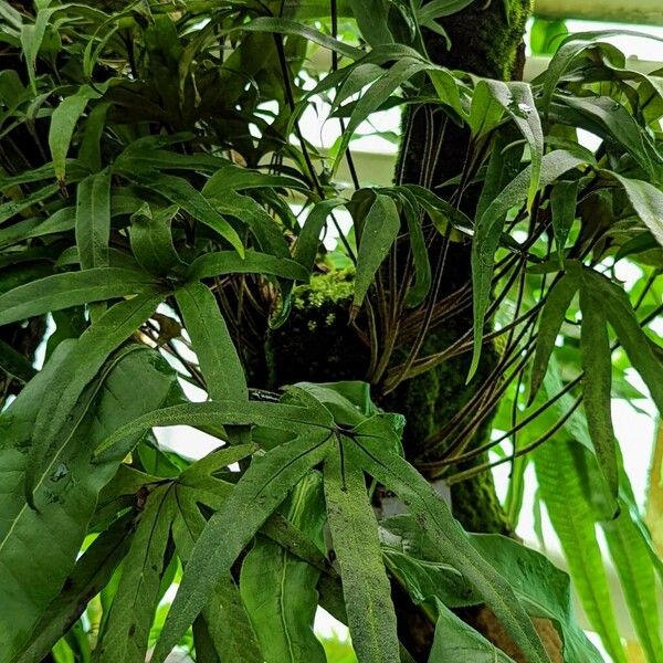 Pyrrosia Polydactyla