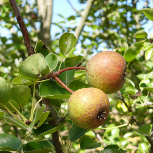 Pyrus Pashia