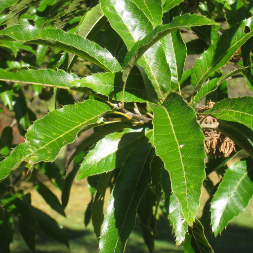 Quercus Acutissima