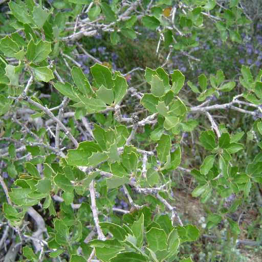 Quercus Berberidifolia