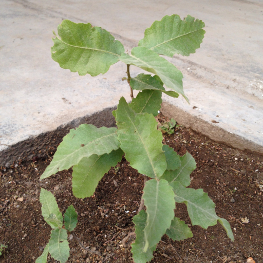 Brant Roots Brant's Oak (Quercus Brantii) Plant Care & How to Grow, Water