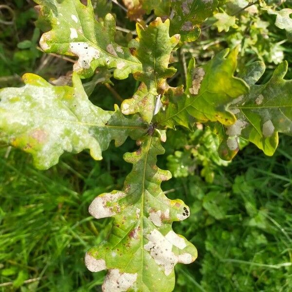 Quercus × Cerrioides