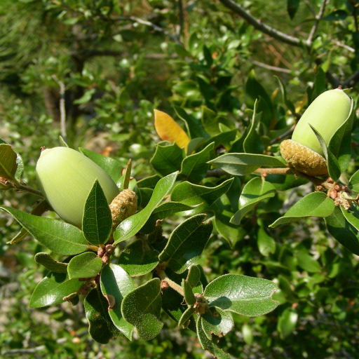 Quercus Chrysolepis