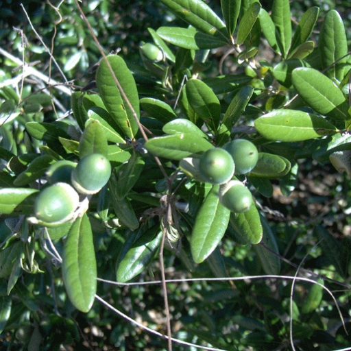 Quercus Geminata