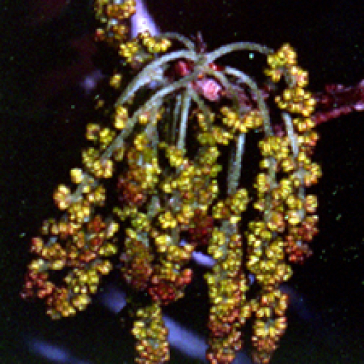 Quercus Havardii