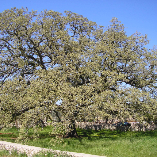 Quercus Ithaburensis