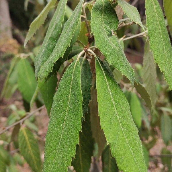 Quercus Leucotrichophora