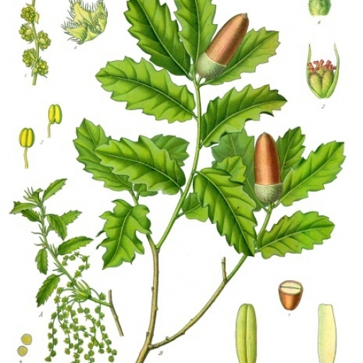 Quercus Lusitanica