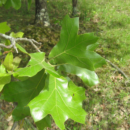 Quercus Marilandica
