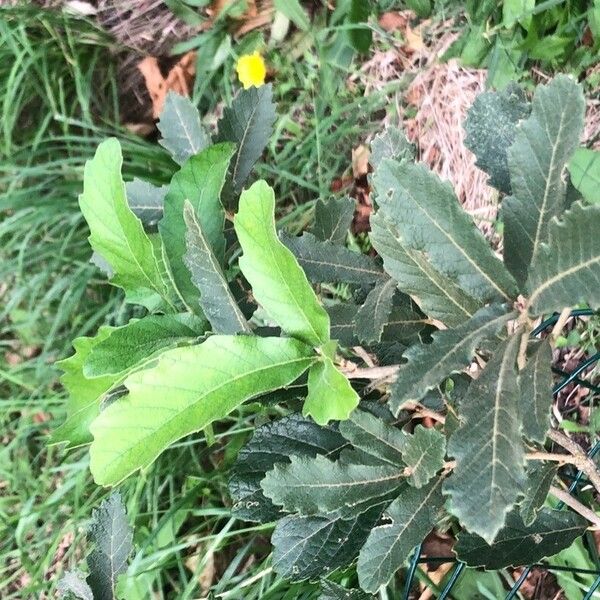 Quercus Praeco
