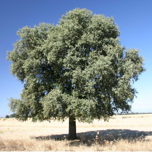 Quercus Rotundifolia