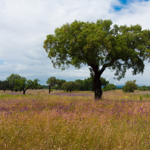 Quercus Suber