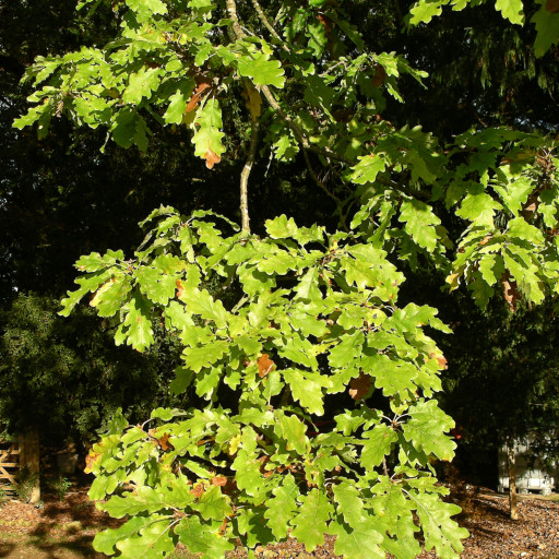 Quercus