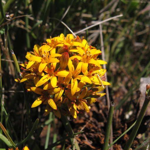 Quinchamalium Chilense