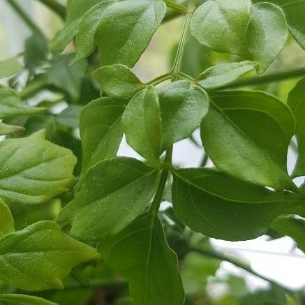 Radermachera Boniana