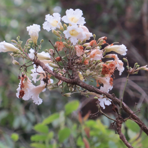 Radermachera Xylocarpa