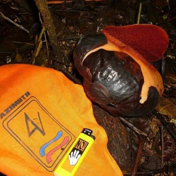 Rafflesia Rochussenii