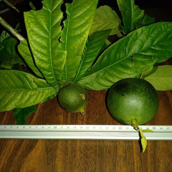 Randia Genipoides
