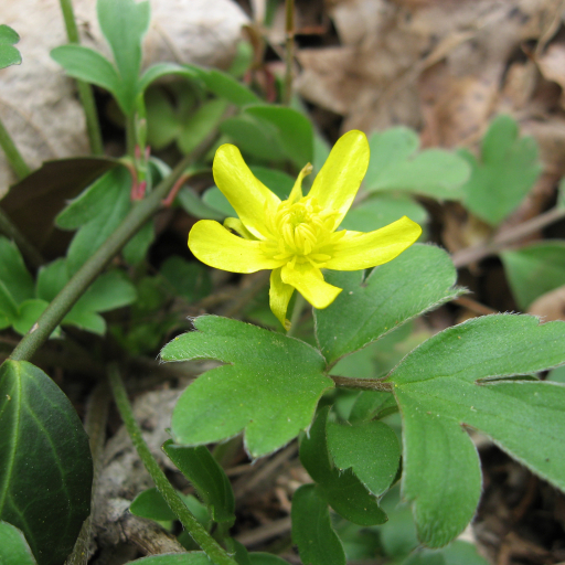 Ranunculus Fascicularis