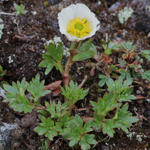 Ranunculus Glacialis