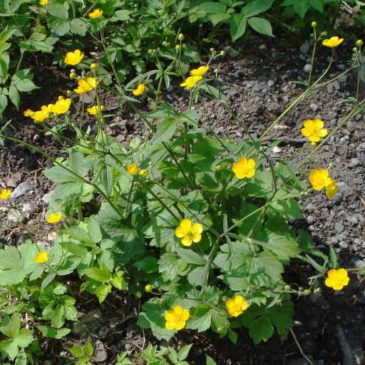 Ranunculus Lanuginosus