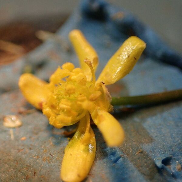 Ranunculus Laxicaulis