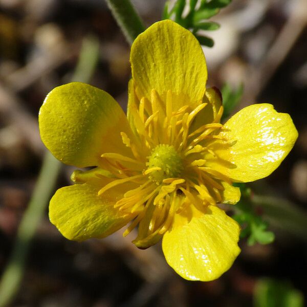 Ranunculus Millefoliatus