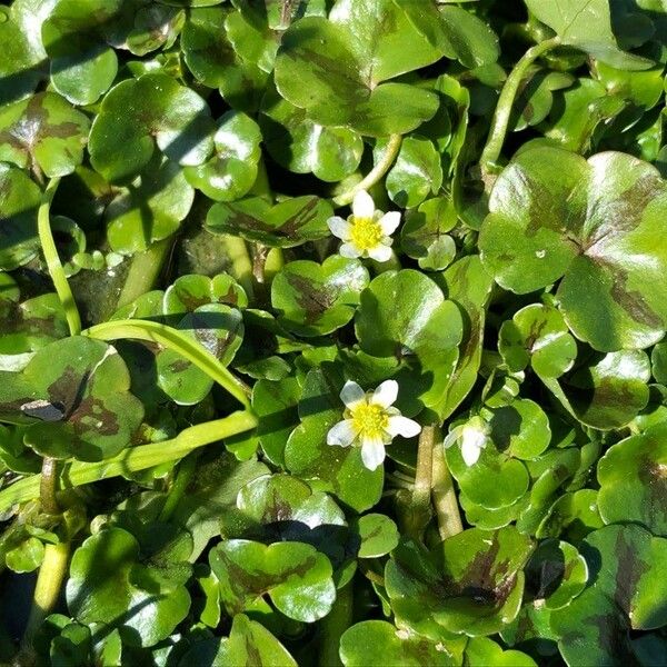 Ranunculus Omiophyllus