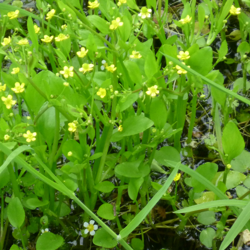 Ranunculus Ophioglossifolius