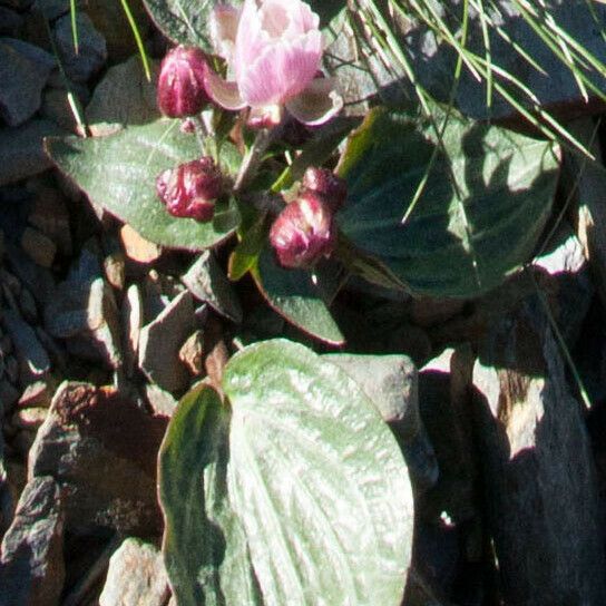 Ranunculus Parnassifolius